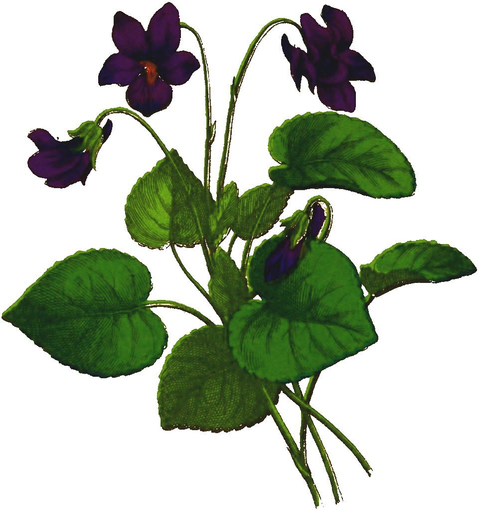 Native Bloom Logo